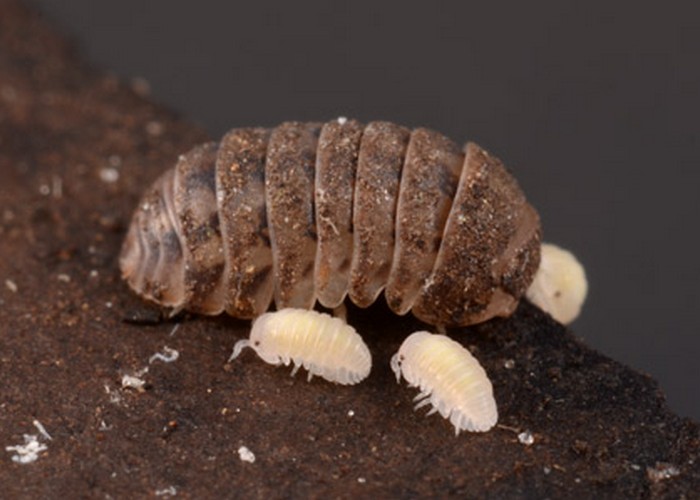 1745555229 942 تشخیص جای نیش حشرات گوناگون و نحوه درمان آن‌ها آفتاب وطن