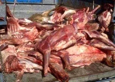 1694605275 کشف لاشه ذبح شده اسب در یک خودرو