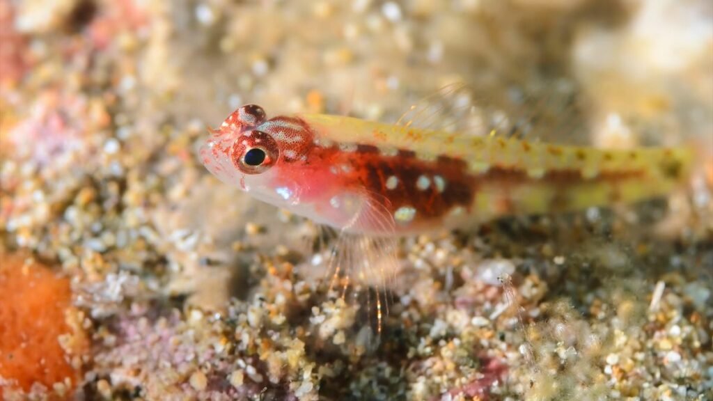 1695182003 313 کدام حیوان کوتاه‌ترین طول عمر را دارد؟