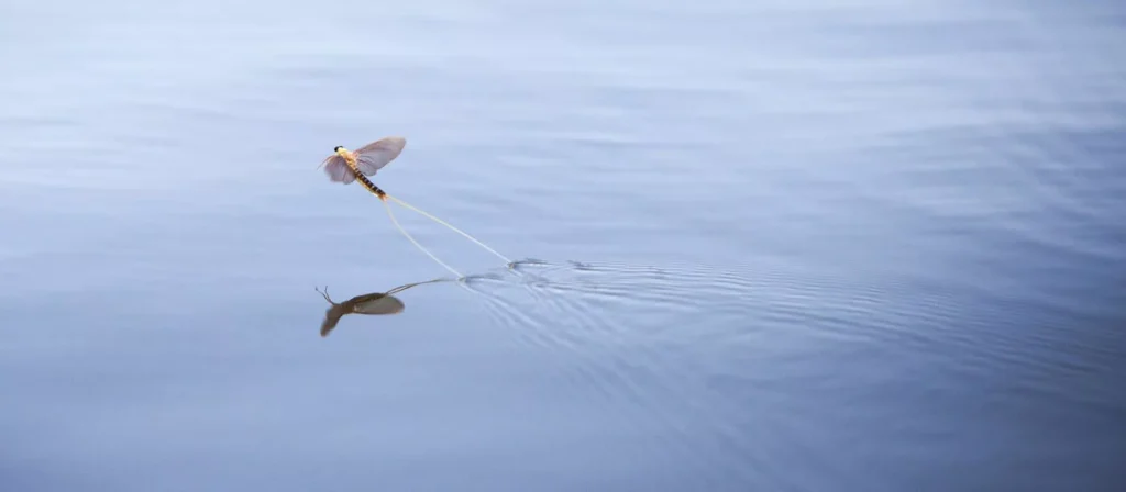 کدام حیوان کوتاه‌ترین طول عمر را دارد؟.webp