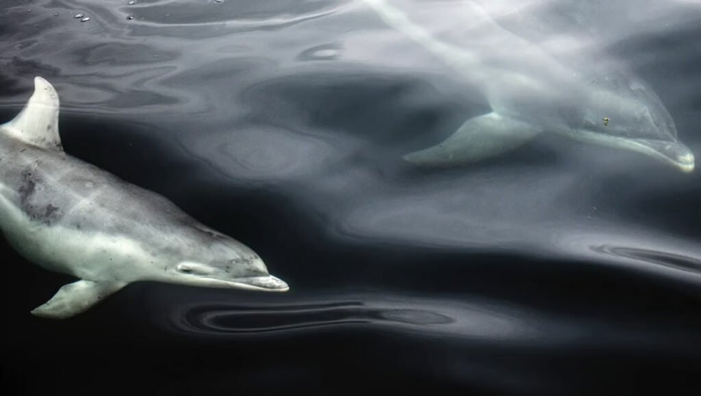 برندگان مسابقه عکاسی حیات وحش سال ۲۰۲۳ اعلام شدند 27 1697202438 838 برندگان مسابقه عکاسی حیات وحش سال ۲۰۲۳ اعلام شدند