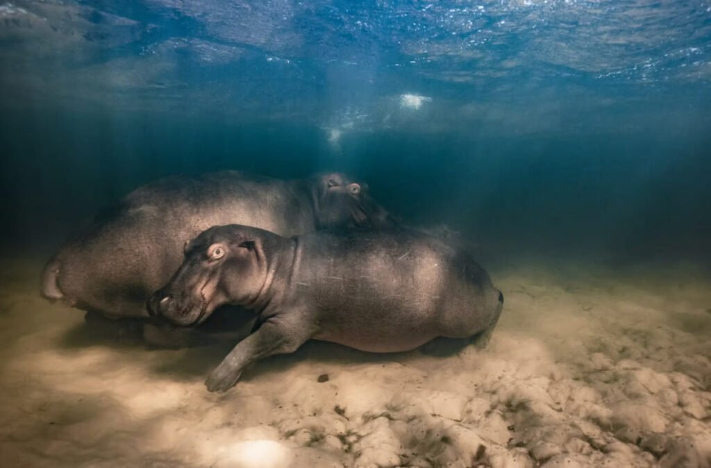 برندگان مسابقه عکاسی حیات وحش سال ۲۰۲۳ اعلام شدند 36 1697202439 56 برندگان مسابقه عکاسی حیات وحش سال ۲۰۲۳ اعلام شدند