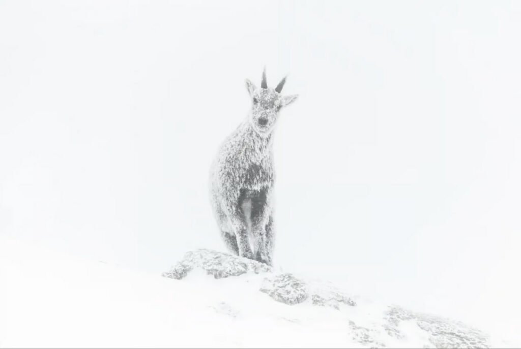 برندگان مسابقه عکاسی حیات وحش سال ۲۰۲۳ اعلام شدند 35 1697202439 677 برندگان مسابقه عکاسی حیات وحش سال ۲۰۲۳ اعلام شدند