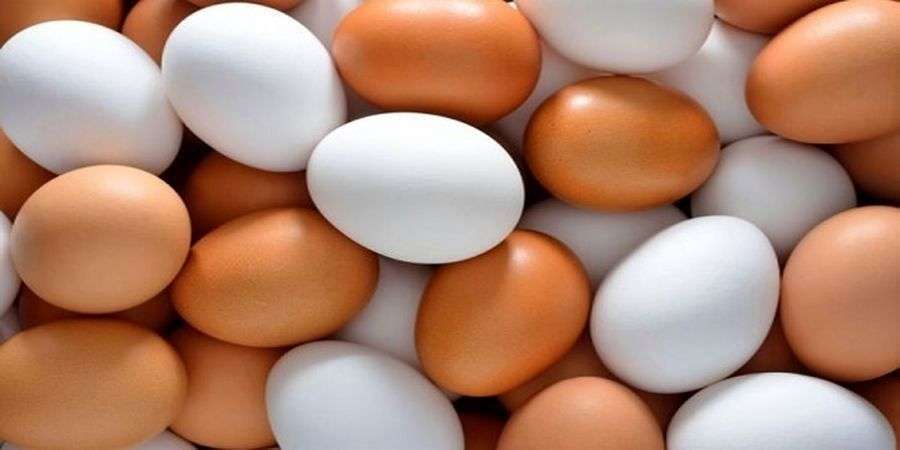 1698616671 قیمت تخم مرغ عجیب شد