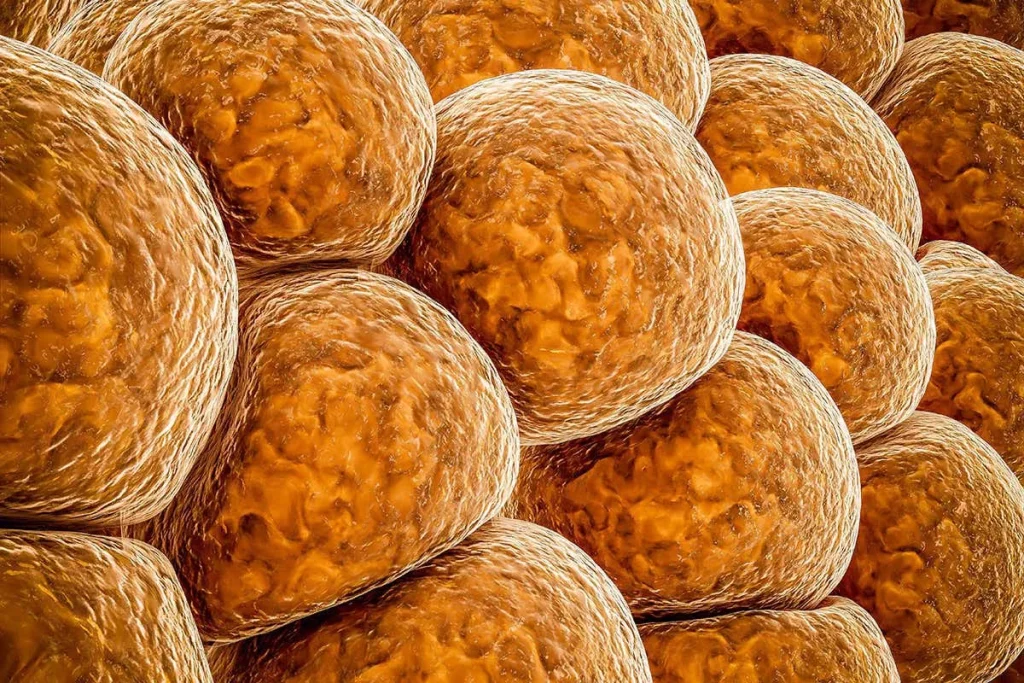 دانشمندان می‌خواهند از خود بافت های چربی برای کاهش وزن.webp