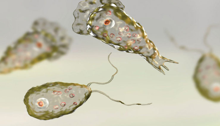 آمیب مغزخوار که می‌تواند کشنده باشد