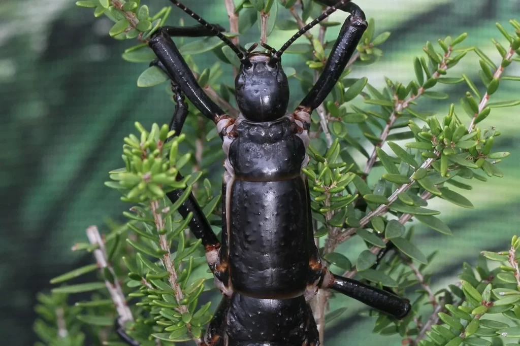 یکی از نادرترین حشرات زمین از انقراض نجات اشکار کرد.webp