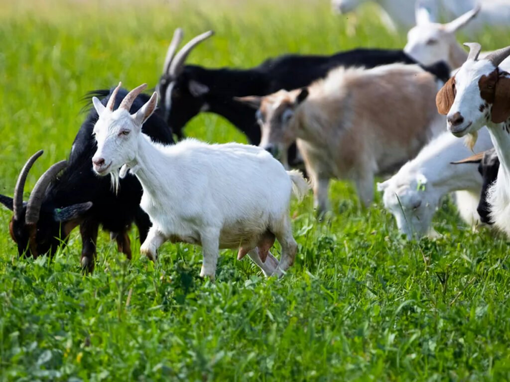 1707676083 894 بزها می‌توانند شاد یا عصبی‌بودن انسان‌ را از طریق صدای