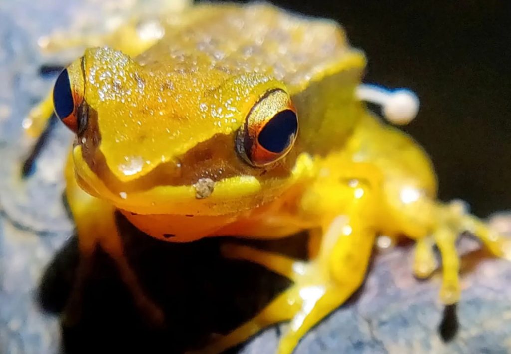 1708091152 رشد جوانه قارچ روی بدن یک قورباغه جهت حیرت دانشمندان