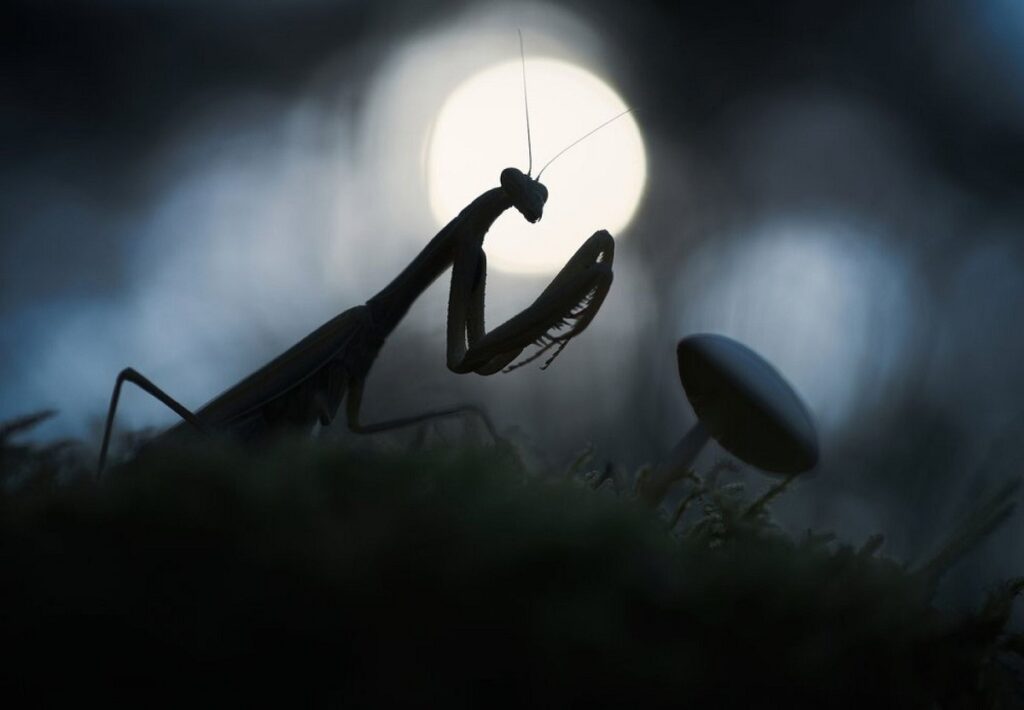 برندگان مسابقه جهانی عکاسی طبیعت 2024 اشکار شدند + عکس_آفتاب وطن 38 مسابقه عکاسی طبیعت 2024