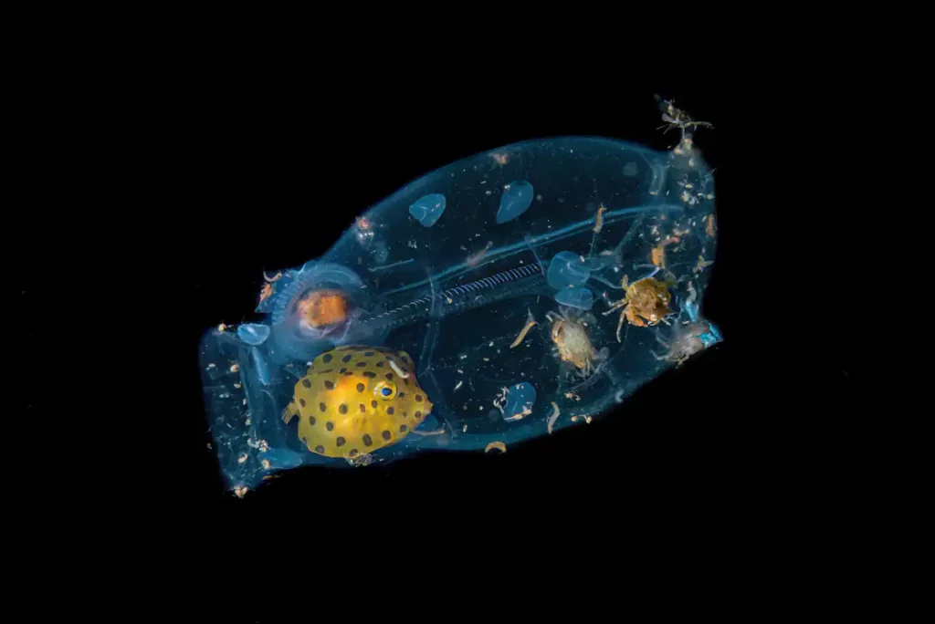 تصاویر برتر مسابقه جهانی عکاسی سونی 2024 اشکار شدند_آفتاب وطن 30 1713023490 33 تصاویر برتر مسابقه جهانی عکاسی سونی 2024 اشکار شدند آفتاب وطن.webp