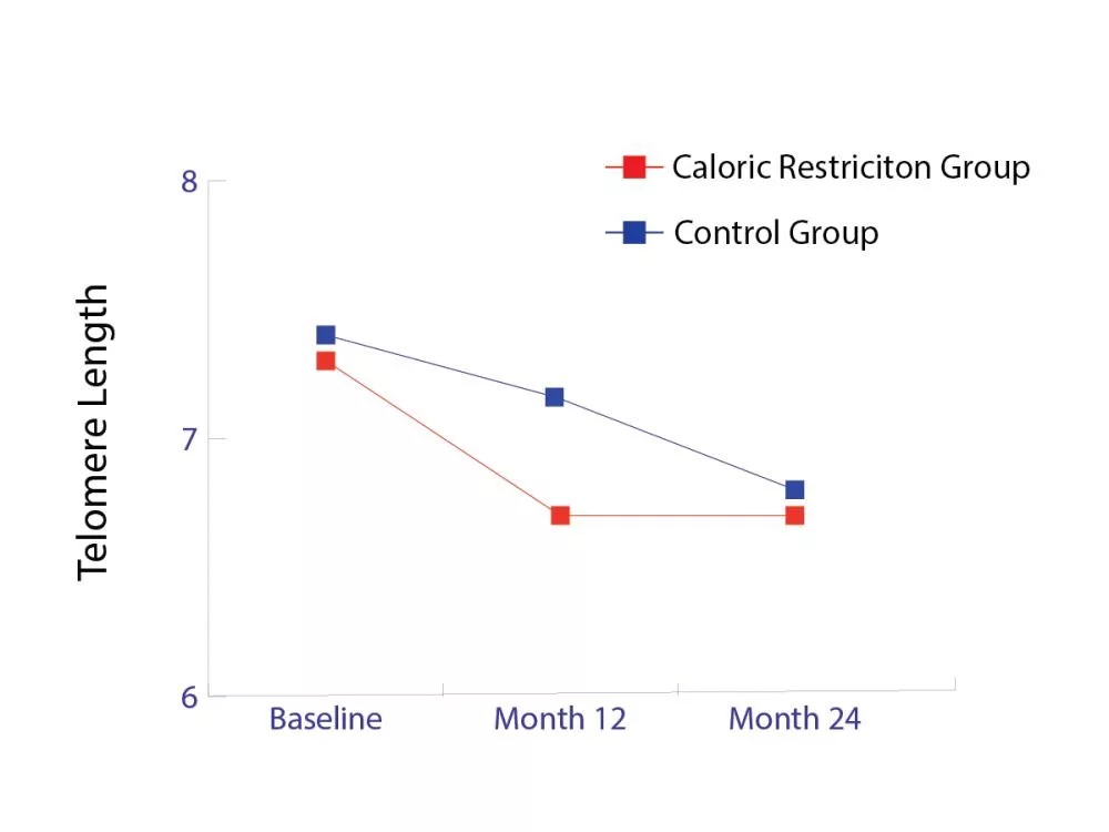اثر محدودیت کالری بر طول تلومرها