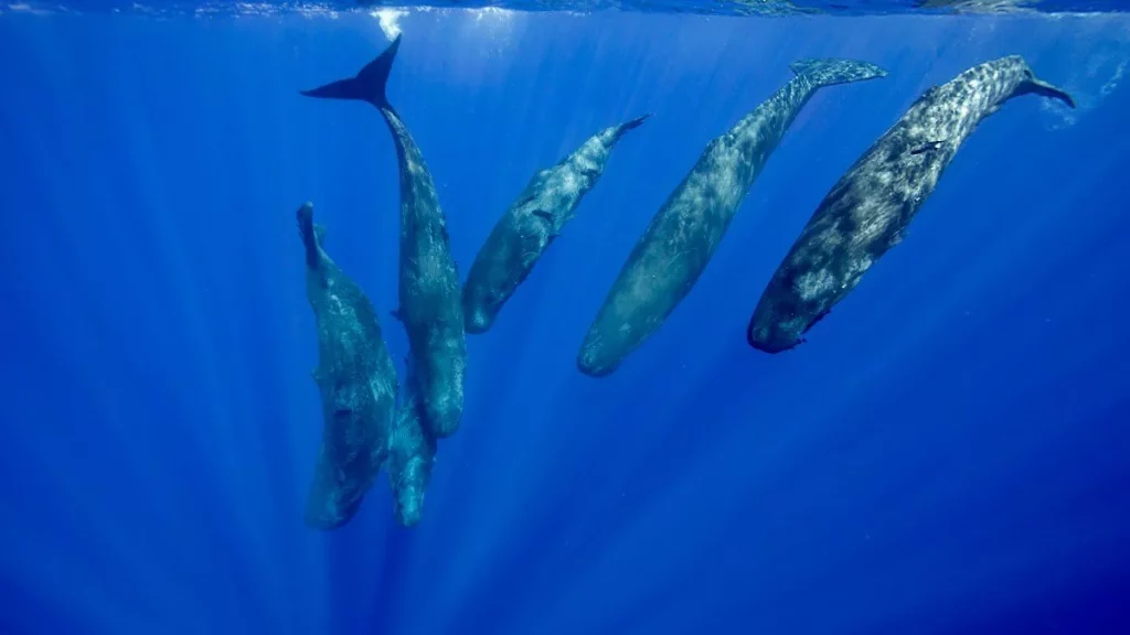 1715226876 زبان نهنگ عنبر به گمان زیادً همانند انسان الفبایی است آفتاب.webp