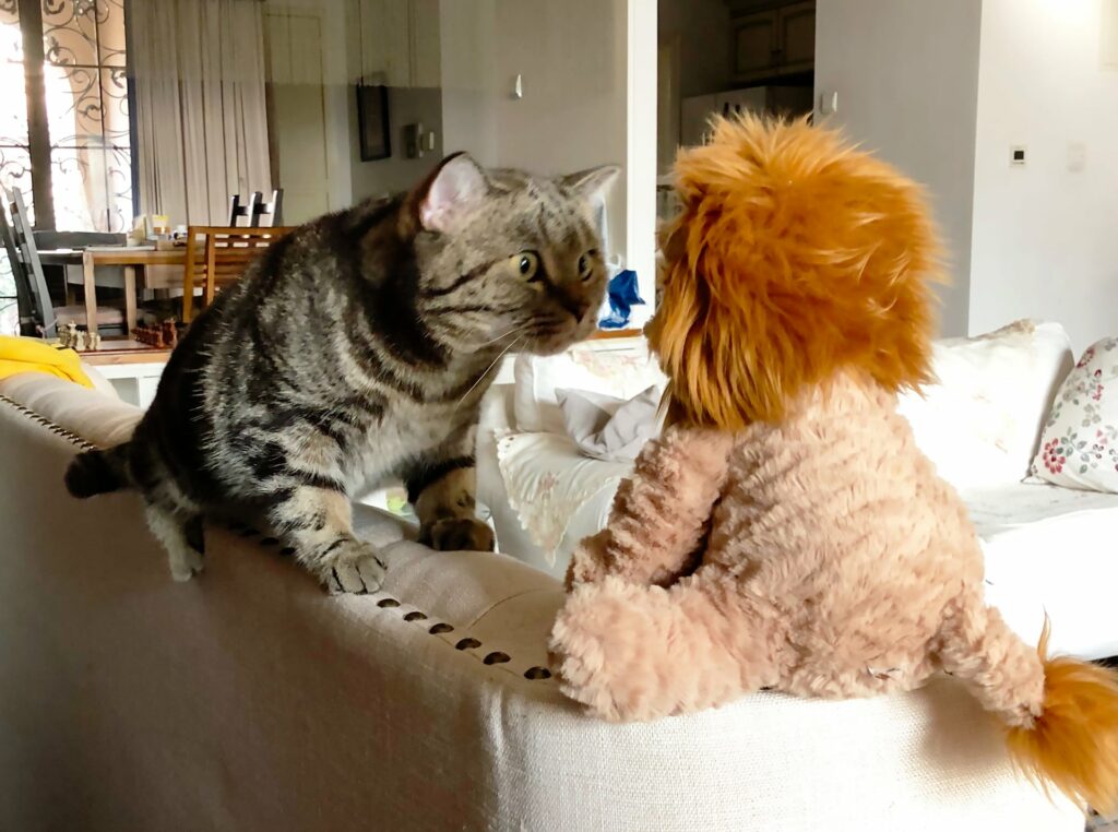 تصاویر برتر مسابقه عکاسی کمدی از حیوانات خانگی 2024 اشکار شدند_آفتاب وطن 62 1715434411 806 تصاویر برتر مسابقه عکاسی کمدی از حیوانات خانگی 2024 اشکار