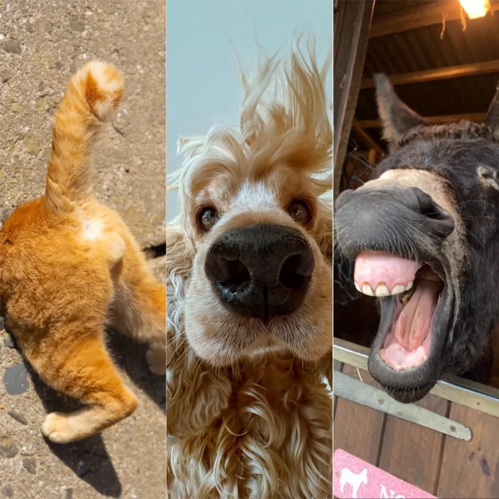 1715434413 تصاویر برتر مسابقه عکاسی کمدی از حیوانات خانگی 2024 اشکار.webp