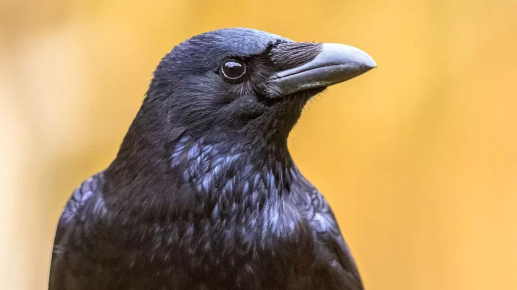 1716672827 کلاغ‌ها می‌توانند همانند کودکان با صدا شمارش انجام دهند آفتاب وطن.webp