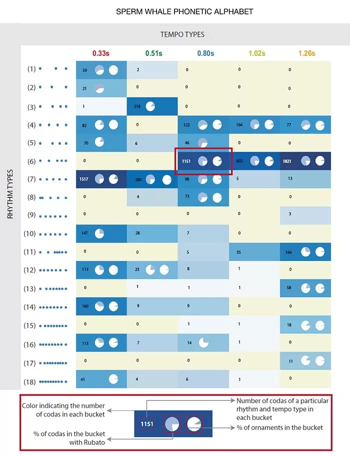 زبان نهنگ عنبر به گمان زیادً همانند انسان الفبایی است_آفتاب وطن 4 زبان نهنگ عنبر به گمان زیادً همانند انسان الفبایی است آفتاب.webp