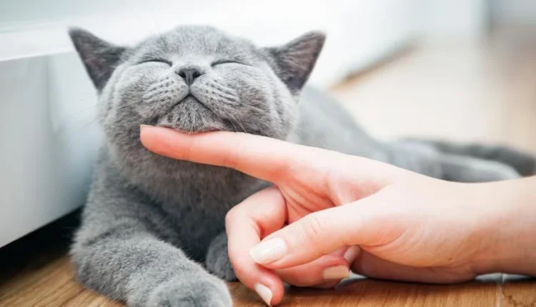 1722316759 351 کدام حیوان خانگی همدم مناسب‌تری برای تنهایی انسان است؟.webp