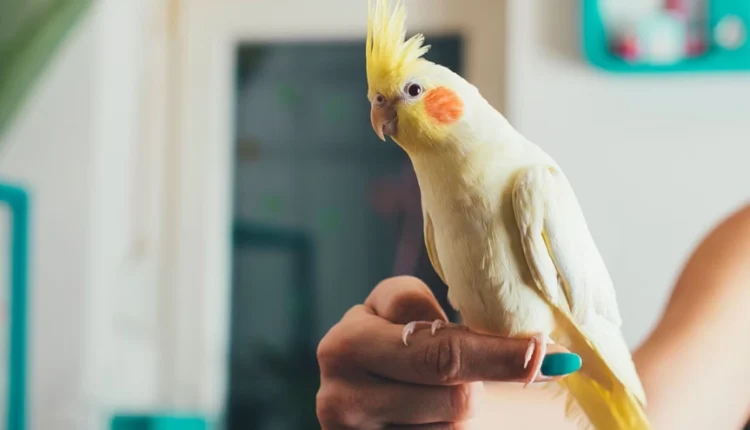 1722316759 483 کدام حیوان خانگی همدم مناسب‌تری برای تنهایی انسان است؟.webp