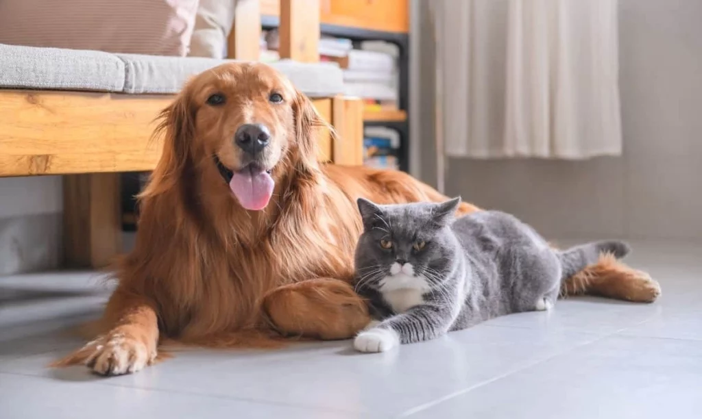 1722316760 کدام حیوان خانگی همدم مناسب‌تری برای تنهایی انسان است؟.webp