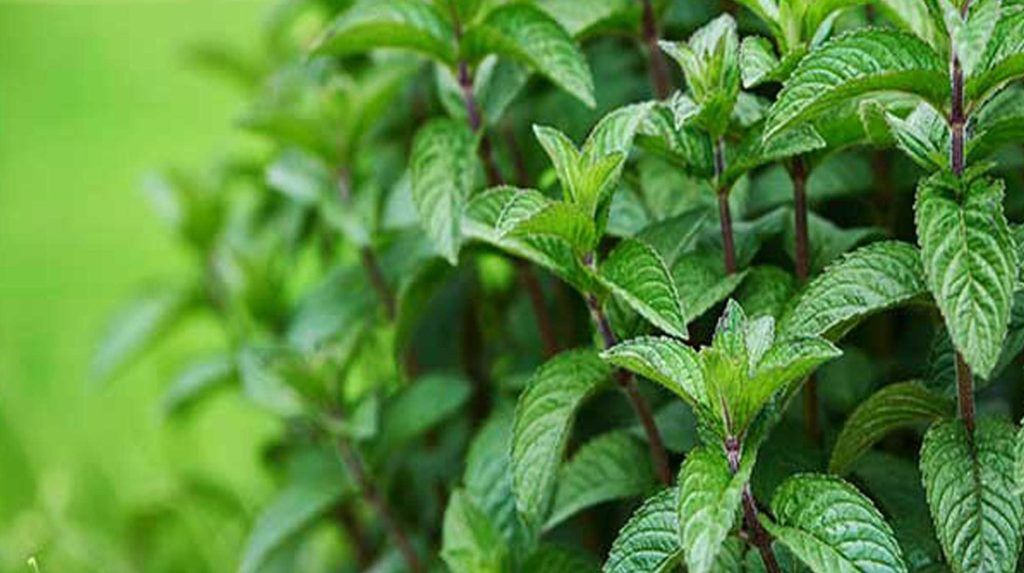 موارد منع مصرف نعناع فلفلی از مادران شیرده تا کودکان