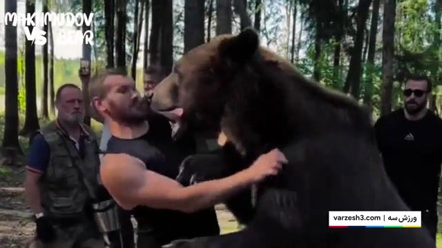 1727137313 کشتی بوکسور روس با خرس قهوه‌ای آفتاب وطن