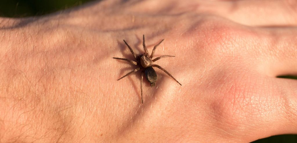 1745555231 تشخیص جای نیش حشرات گوناگون و نحوه درمان آن‌ها آفتاب وطن