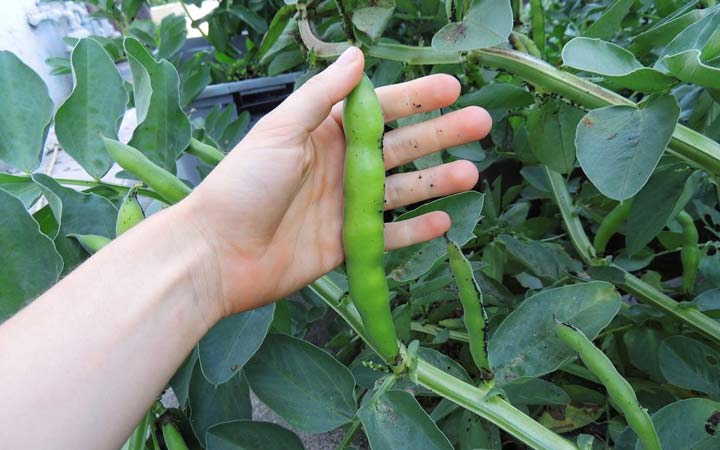 خواص باقلا و خواص باقلا پخته؛ ۶ خاصیت درمانی یکی از غنیترین منبع های فیبر_آفتاب وطن 23 خواص باقلا - هشدارها