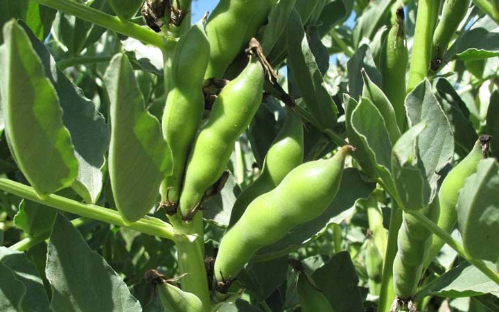 خواص باقلا و خواص باقلا پخته؛ ۶ خاصیت درمانی یکی از غنیترین منبع های فیبر_آفتاب وطن 26 خواص باقلا - گیاه باقلا