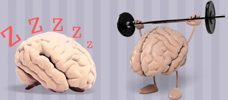 1747896759 693 انواع تیپ مغزی و تأثیر آن بر شخصیت ‌ تیپ.webp