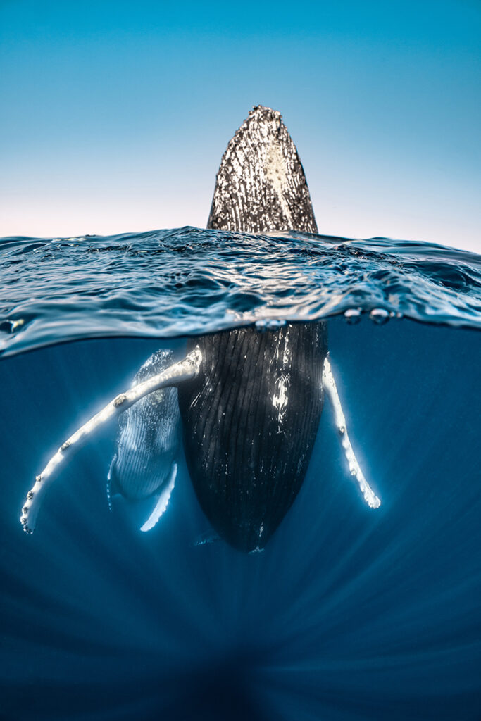 برندگان مسابقه عکاسی اقیانوس ۲۰۲۵ اشکار شدند؛ سرنوشت تلخ نهنگ_آفتاب وطن 32 مسابقه عکاسی اقیانوس 2025
