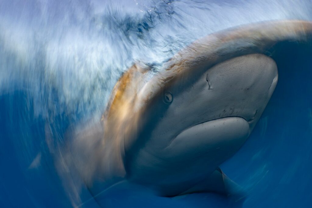 برندگان مسابقه عکاسی اقیانوس ۲۰۲۵ اشکار شدند؛ سرنوشت تلخ نهنگ_آفتاب وطن 31 مسابقه عکاسی اقیانوس 2025