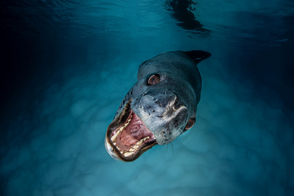 برندگان مسابقه عکاسی اقیانوس ۲۰۲۵ اشکار شدند؛ سرنوشت تلخ نهنگ_آفتاب وطن 35 مسابقه عکاسی اقیانوس 2025