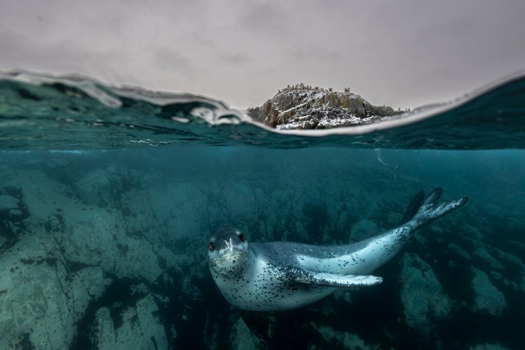 برندگان مسابقه عکاسی اقیانوس ۲۰۲۵ اشکار شدند؛ سرنوشت تلخ نهنگ_آفتاب وطن 39 مسابقه عکاسی اقیانوس 2025