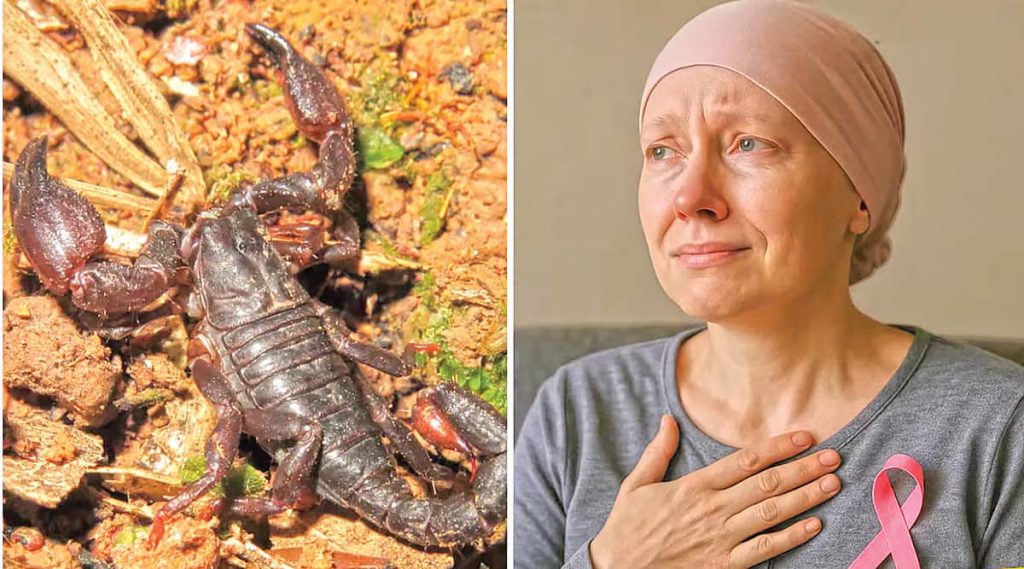 1750995231 کشف مولکولی در زهر عقرب آمازونی با قابلیت نابودسازی سرطان