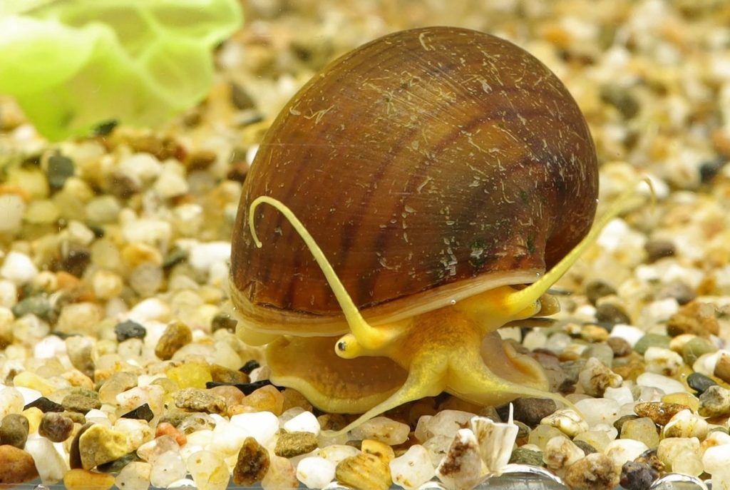 1755137921 الگویی برای ترمیم صدمه‌های چشم؛ حلزون می‌تواند چشم خود را