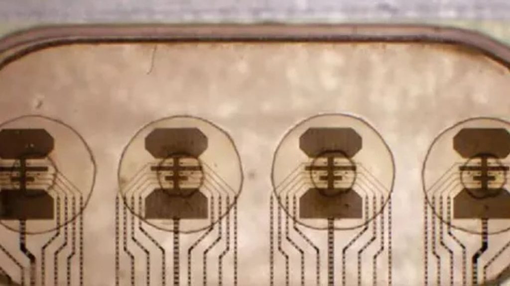 1757777628 رایانه زنده؛ دانشمندان می‌خواهند باکتری‌ها را به پردازنده دیجیتال تبدیل