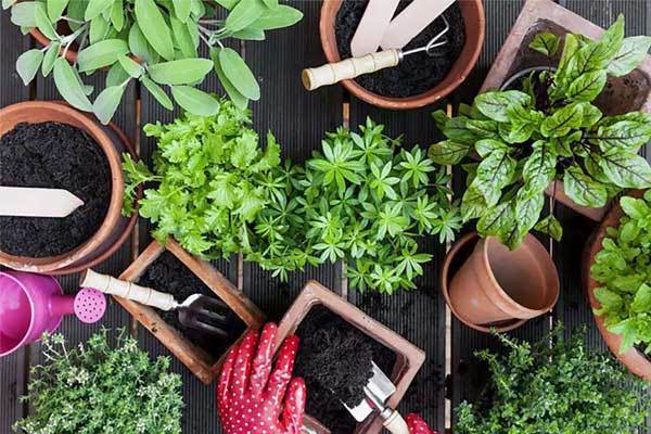 خرید خاک روف گاردن