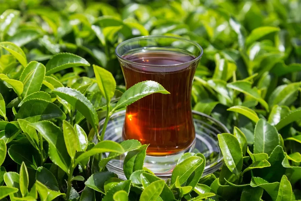 محققان چینی‌ چای برای سلامتی سودمند است اما نحوه نوشیدن.webp