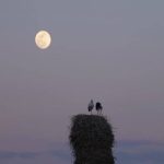 مستند «خانه‌ای برای لک‌لک‌ها» آماده نمایش شد