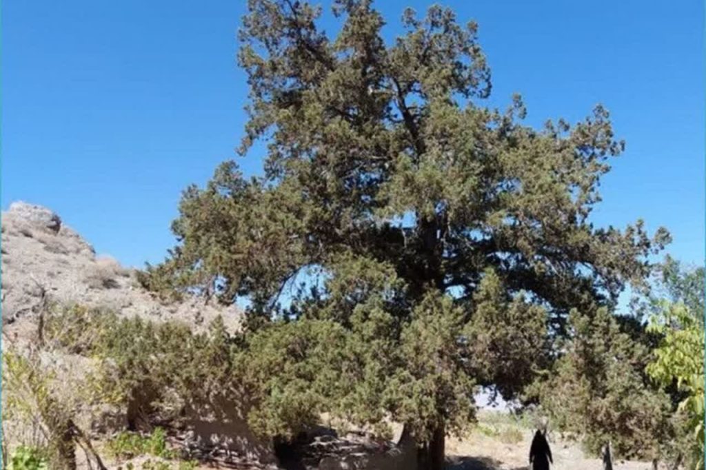 تشخیص خودکار خشکیدگی درختان جنگلی با هوش مصنوعی