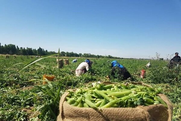 ۵ غذای گیاهی پرآهن برای پیشگیری از کم‌خونی و افزایش انرژی
