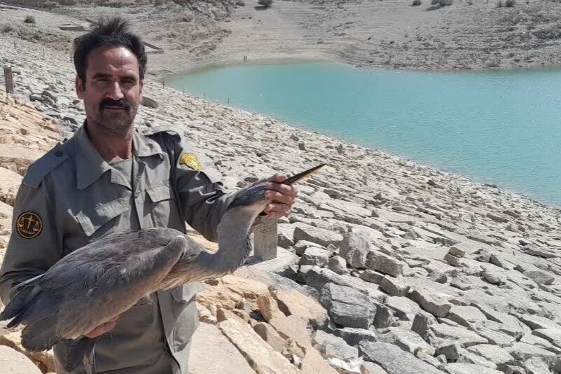 حواصیل خاکستری پس از بهبود در دالانکوه رها شد